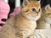 British shorthair - nuotraukos Nr. 8