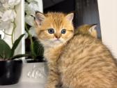 British shorthair - nuotraukos Nr. 9