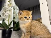 British shorthair - nuotraukos Nr. 10
