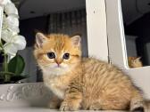 British shorthair - nuotraukos Nr. 11