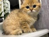 British shorthair - nuotraukos Nr. 12