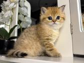 British shorthair - nuotraukos Nr. 13