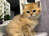 British shorthair - nuotraukos Nr. 14