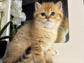 British shorthair - nuotraukos Nr. 15