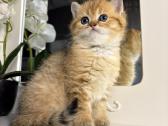British shorthair - nuotraukos Nr. 16