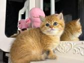 British shorthair - nuotraukos Nr. 2