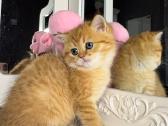 British shorthair - nuotraukos Nr. 3
