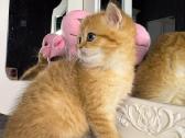 British shorthair - nuotraukos Nr. 4