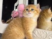 British shorthair - nuotraukos Nr. 5