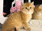 British shorthair - nuotraukos Nr. 6