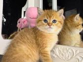 British shorthair - nuotraukos Nr. 7