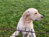 Dovanojame labradora - nuotraukos Nr. 2