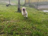 Dovanojame labradora - nuotraukos Nr. 4