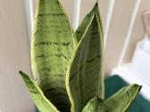 Sansevieria 'Pearl Young' - nuotraukos Nr. 2