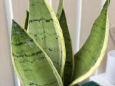 Sansevieria 'Pearl Young' - nuotraukos Nr. 3