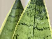 Sansevieria 'Pearl Young' - nuotraukos Nr. 4