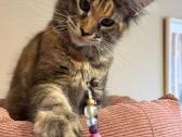 Mainecoon female f22 kačiukas parduodamas - nuotraukos Nr. 2