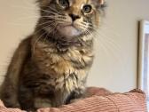 Mainecoon female f22 kačiukas parduodamas - nuotraukos Nr. 3