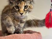 Mainecoon female f22 kačiukas parduodamas - nuotraukos Nr. 4
