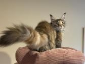 Mainecoon female f22 kačiukas parduodamas - nuotraukos Nr. 5