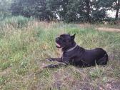 Cane-corso Fci - nuotraukos Nr. 2