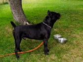 Cane-corso Fci - nuotraukos Nr. 4