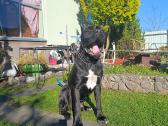 Cane-corso Fci - nuotraukos Nr. 5