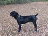 Cane-corso Fci - nuotraukos Nr. 6