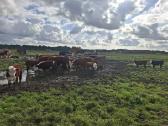 Hereford veislės galvijai - nuotraukos Nr. 8