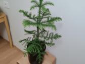 Araucaria - nuotraukos Nr. 2