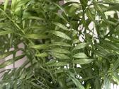 Nuostabi Dipsis Jungle palmė 6 m. - nuotraukos Nr. 3