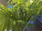 Nuostabi Dipsis Jungle palmė 6 m. - nuotraukos Nr. 6