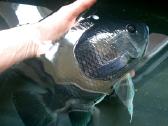 Zebrinė tiliapija (Heterotilapia buttikoferi) - nuotraukos Nr. 2