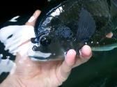 Zebrinė tiliapija (Heterotilapia buttikoferi) - nuotraukos Nr. 4