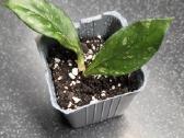 Vaškuolė hoya crassipetiolata - nuotraukos Nr. 2