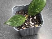 Vaškuolė hoya crassipetiolata - nuotraukos Nr. 3