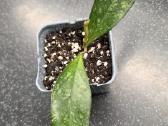 Vaškuolė hoya crassipetiolata - nuotraukos Nr. 4
