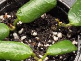 Vaškuolė hoya rotundiflora - nuotraukos Nr. 2