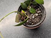 Vaškuolė hoya walliniana - nuotraukos Nr. 2
