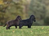 Cocker spanieliaus patinukas ir kalytė - nuotraukos Nr. 2