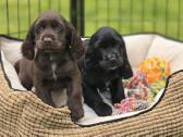 Cocker spanieliaus patinukas ir kalytė - nuotraukos Nr. 3