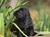 Cocker spanieliaus patinukas ir kalytė - nuotraukos Nr. 4
