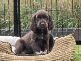 Cocker spanieliaus patinukas ir kalytė - nuotraukos Nr. 5