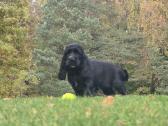 Cocker spanieliaus patinukas ir kalytė - nuotraukos Nr. 7