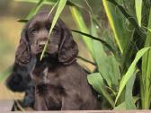 Cocker spanieliaus patinukas ir kalytė - nuotraukos Nr. 8