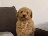 Cockapoo berniukai - nuotraukos Nr. 2