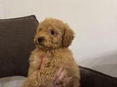 Cockapoo berniukai - nuotraukos Nr. 3