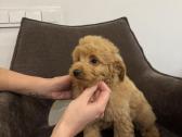 Cockapoo berniukai - nuotraukos Nr. 4