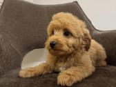 Cockapoo berniukai - nuotraukos Nr. 5