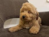 Cockapoo berniukai - nuotraukos Nr. 6